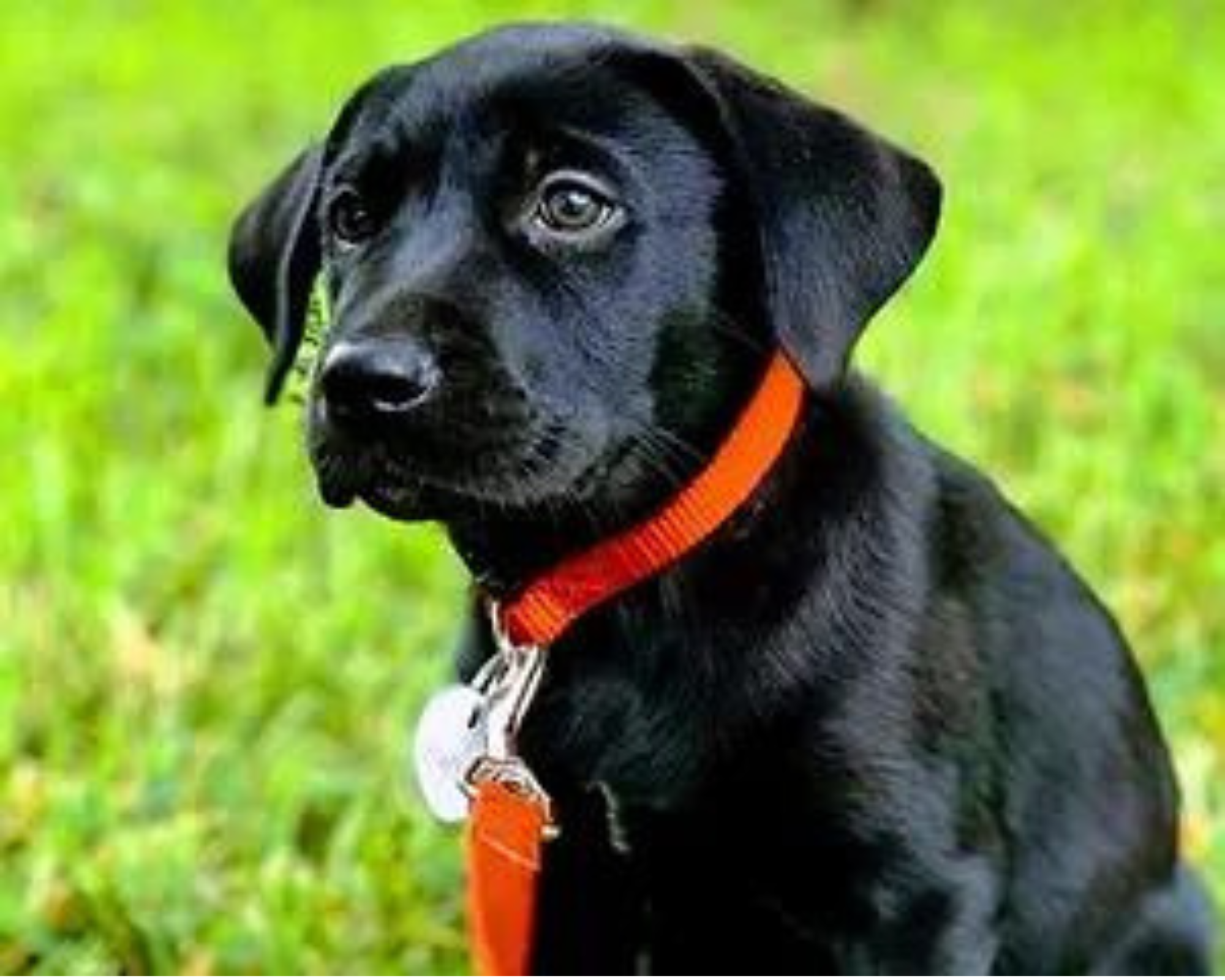 Potty Training