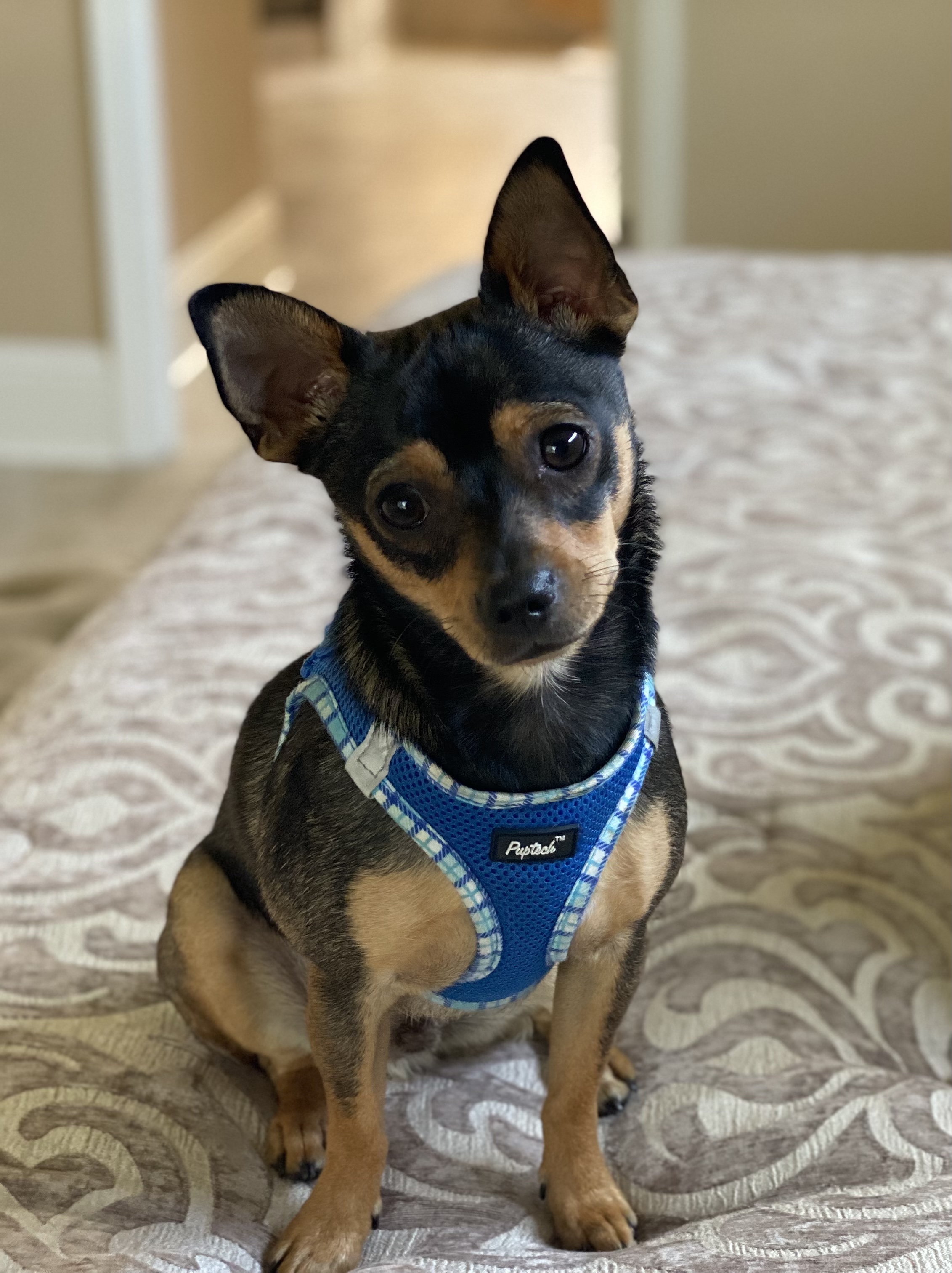 Luca